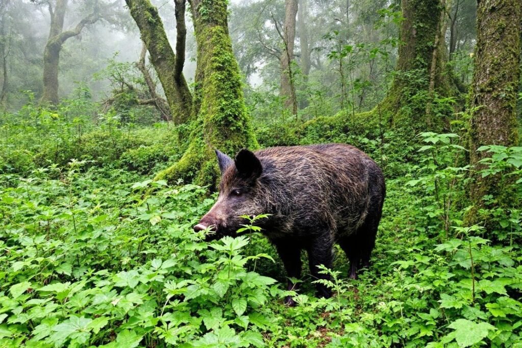 Sanglier Morbihan : guide complet et tout savoir