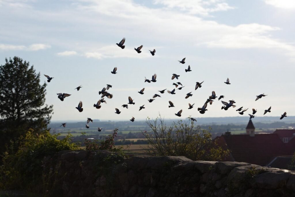 Migration palombes en direct : suivre le passage en temps réel